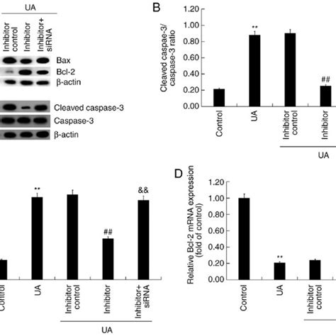 Effect Of Ua And Mir P Inhibitor On Apoptosis Related Gene