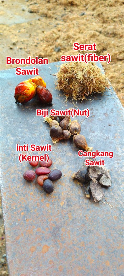 ras alieen  brondolan sawit fresh fruit bunch facebook