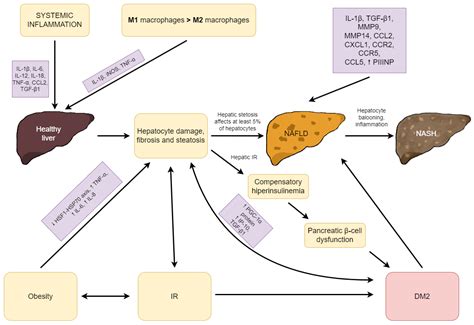 Type 2 Diabetes Mellitus, Non-Alcoholic Fatty Liver Disease, and