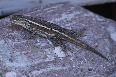 Rn3a1958 Southwestern Fence Lizard Sceloporus Cowlesi Flickr