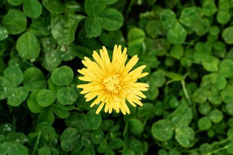 Premium Photo A Yellow Flower With Four Leaves Is Shown In A Field