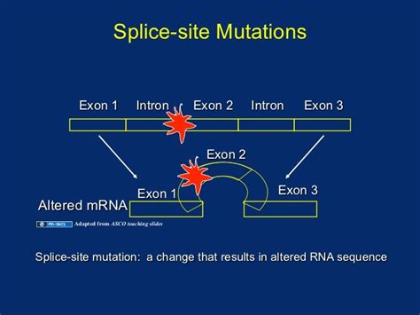 081308 Dna Sequence Variation