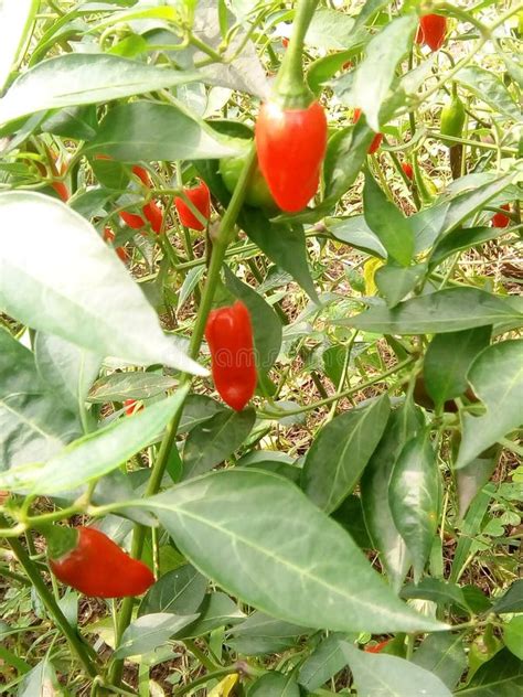 Plantas Dos Piment Es Na Montagem Batur Bali Indon Sia Foto De Stock