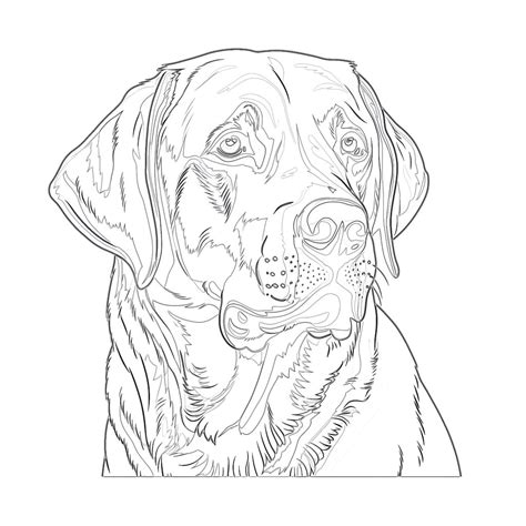 Coloring Pages Labrador Retriever Coloring Pages Mimi Panda