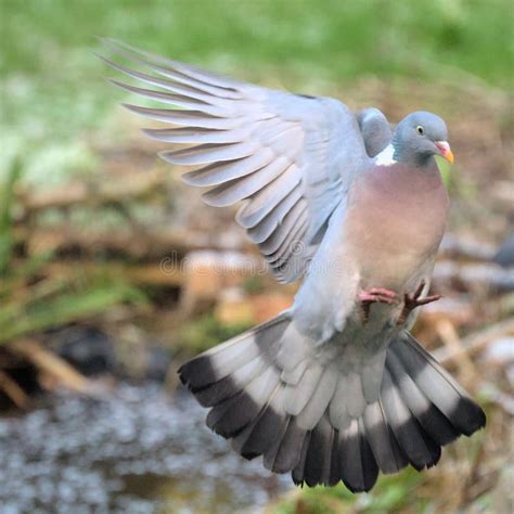 A Wood Pigeon In Flight Preparing To Land Stock Image Image Of