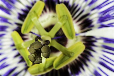 Passiflora caerulea Seeds – NDG Botanicals