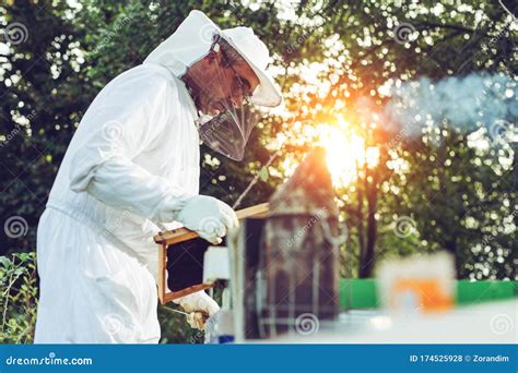 Beekeeper Smoker Smokes White Smoke. Beekeeper Work at the Apiary ...