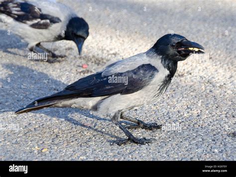 Hooded Grey Crow In Borisov Park Sofia Bulgaria Stock Photo Alamy