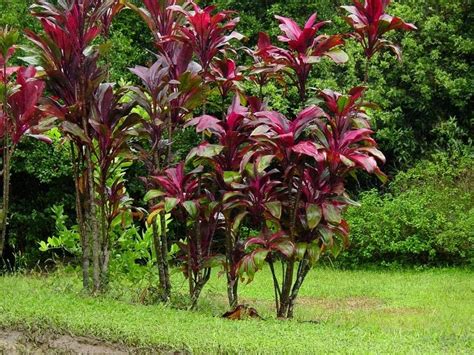 Plantfiles Pictures Cordyline Hawaiian Ti Plant Good Luck Plant Ti