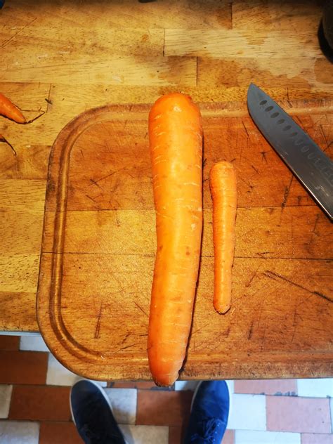 Absolute Unit Of A Carrot From My Garden Carrot For Scale Rabsoluteunits