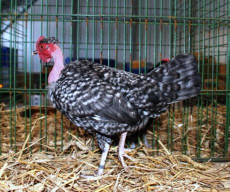 Breed Savers Naked Necks Chickens That Look Like Turkeys