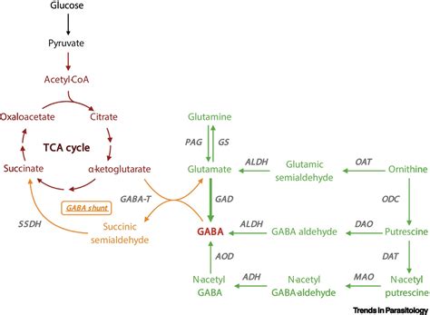 Physiological Roles And Metabolism Of Aminobutyric Acid Gaba In