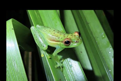 Tiny new tree frog species found in rewilded Costa Rican nature reserve