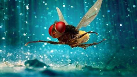 Watch Eega 2012 Online free