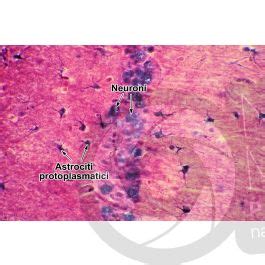 Mammifero Neuroglia X Neuroglia Mammiferi Mammiferi