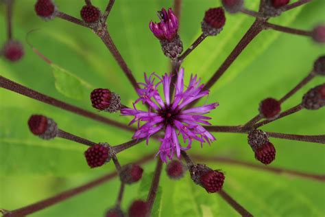 Ohio Weedguide Photo Displays Wild Flowers Flowers