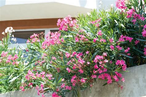 Hoe Oleander Stekken In Water Of In De Grond Fleur Flower