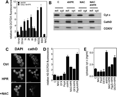 Ros Generation By 4hpr Detected By Flow Cytometric Analysis Of H 2 Download Scientific Diagram