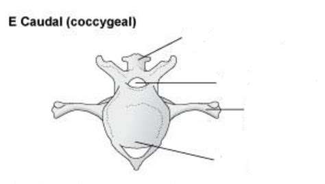 Coccygeal bone Diagram | Quizlet