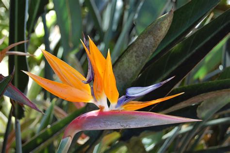 Bird of Paradise, one of my favorite flowers. | Birds of paradise, Bird ...