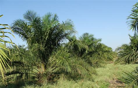 La Verdadera Historia Del Aceite De Palma Conciencia Eco