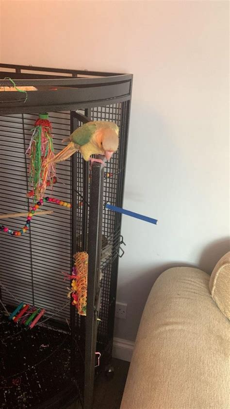 Stunning little conure with cage – Online Bird Auctions