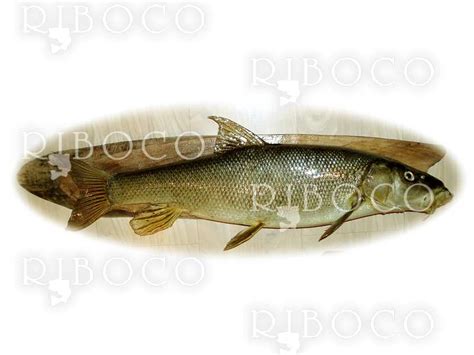 Риболовен трофей бяла мряна 4.850 kg - Riboco