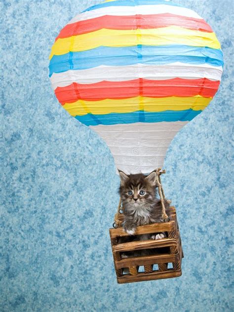 Maine Coon Kitten In Hot Air Balloon Stock Photo Image Of Drift Long
