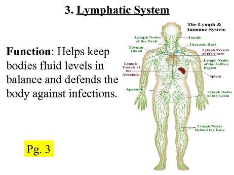 Topic Body Systems Pg 3 Homeostasis The