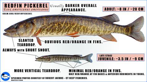 RedfinPickerel — Koaw Nature