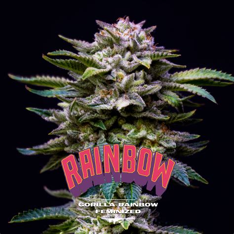 Gorilla Kingdom Rainbow semillas feminizadas BSF Seeds Saltón Verde