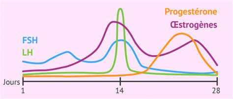 Évolution des concentrations hormonales pendant le cycle menstruel
