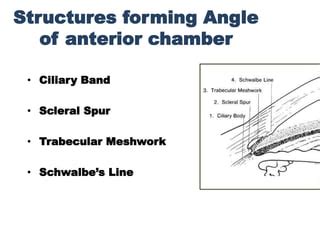 Anterior Chamber Angle