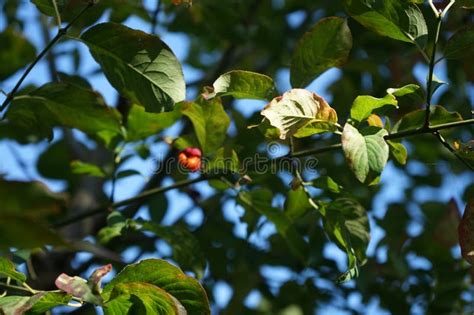 Euonymus Europaeus Grows In Autumn Berlin Germany Stock Image Image