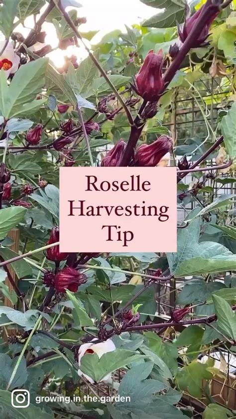 How To Grow Roselle Hibiscus Growing Jamaican Sorrel Artofit