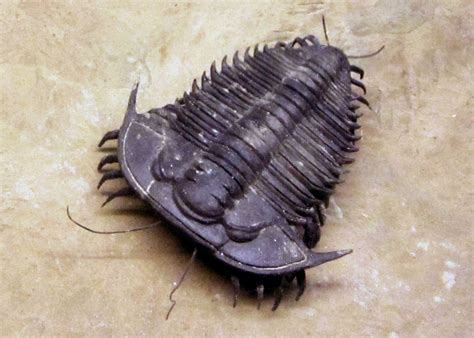 Fossil Trilobite Lecture At Victor Valley Museum County Of San