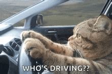 Crazy Car Driving GIFs | Tenor