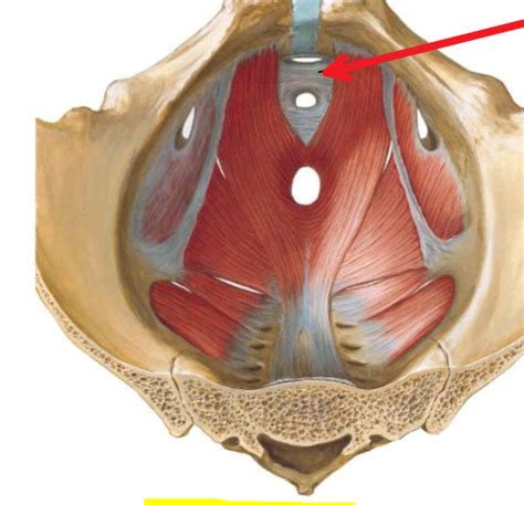 Anatomy 15 Urogenital Triangle Flashcards Quizlet