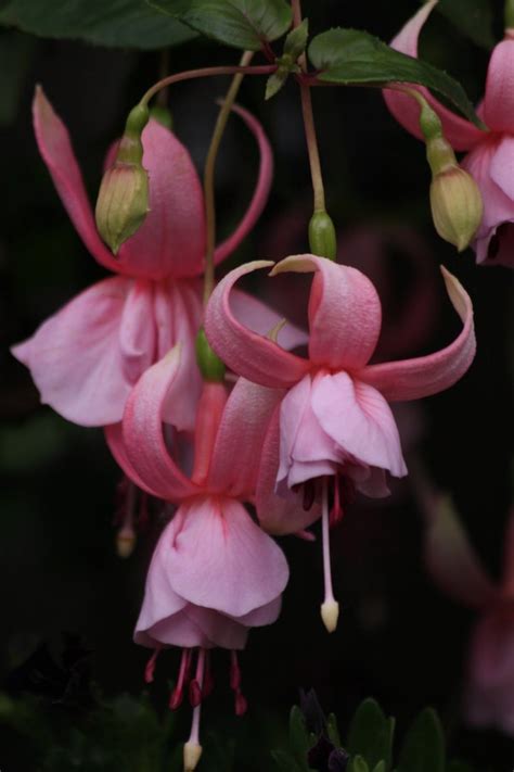 Portugal • fuchsia pink galore by Tinap