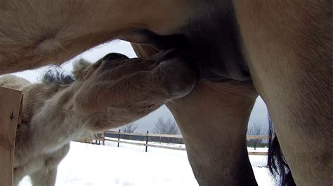 Calf Sucking Cocks Telegraph