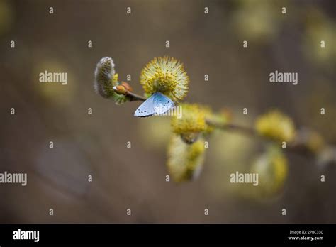 Celastrina Ladon On Salix Caprea Salix Caprea Known As Goat Willow Pussy Willow Or Great