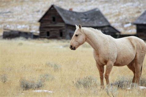 How to Start Homesteading in Montana: Complete Guide - Pocket Montana