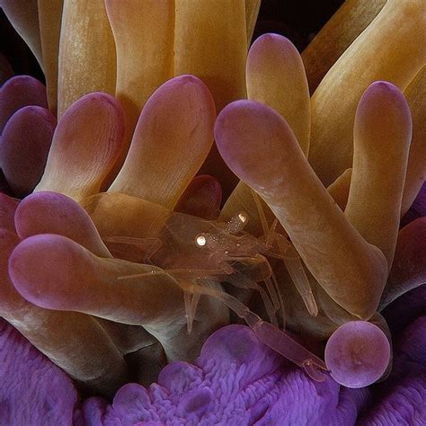 Anemone With Purple And Yellow Colors In The Water Close Up View From