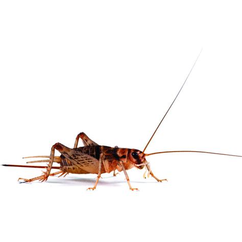 Buy Banded Brown Crickets From £249