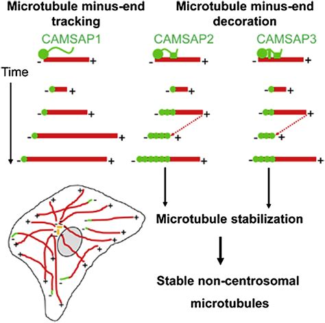 Microtubule Minus End Stabilization By Polymerization Driven Camsap