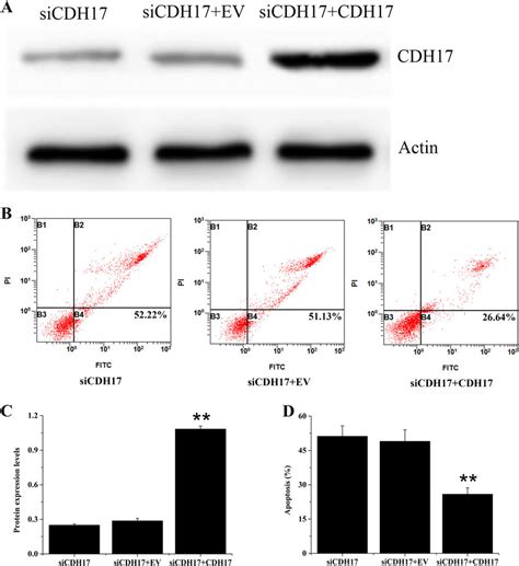 Cisplatin Induced Apoptosis In BGC823 Cells Of SiCDH17 Group