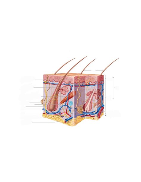 Integumentary Diagram Diagram Quizlet