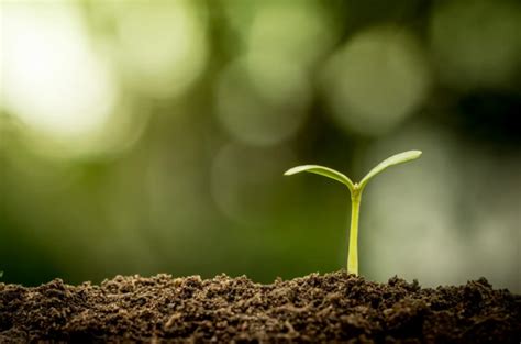 Saúde do solo a chave para uma agricultura sustentável e produtiva