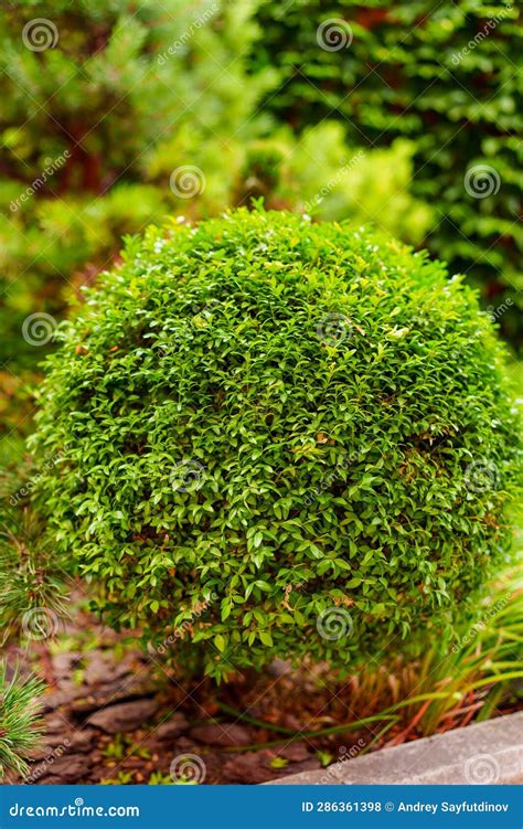 Shrubs and Dwarf Trees in the Landscape Design of the Yard. Stock Photo - Image of landscape ...