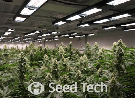 The Power Of Photo Dependent Cannabis Cultivation F Seedtech